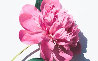 Cleanse your body. Rejuvenate your mind. Renew your spirit.