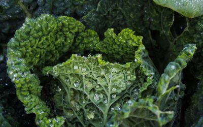 Sautéed Kale with Cranberries