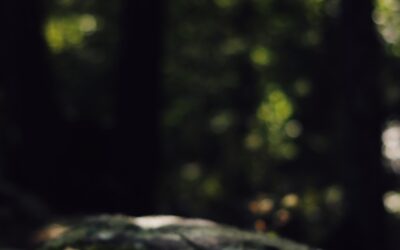 Shit or Manure? The Art of Resiliency